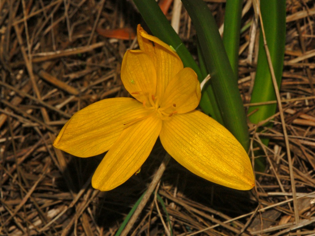 Sternbergia lutea